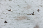北浦北端の湖面で憩う冬羽のカンムリカイツブリ。右から２羽目は、当地で孵ったものと思われる。