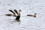 北浦北端が鳥獣保護区になり、カルガモ等も湖面でくつろぐようになった。